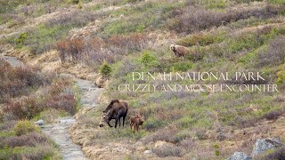 Grizzly stalking moose calves Denali National Park Alaska [upl. by Adnaloy751]