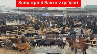 Samarqand Savxo’z chorva bozori qo’ylari [upl. by Ramoh]