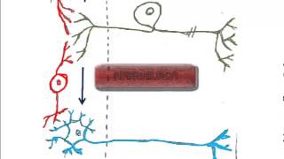 2 Types of Neurons and the Reflex Arc [upl. by Lyon]