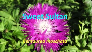 Flowering annuals Centaurea moschata Sweet Sultan [upl. by Ayerf218]