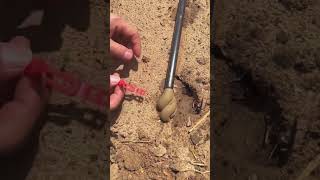 The process of emptying the sediment in the drip irrigation pipe [upl. by Ecinahs]