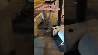 Hay ratas en París 🇨🇵🐀😱ratasparisinas ratasenparis paris [upl. by Hodge983]