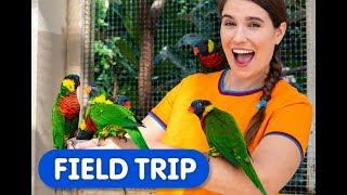 Colourful Birds in the Worlds Largest Indoor FreeFlying Aviary  Caities Classroom Field Trip [upl. by Noletta]