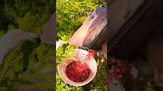 Lingonberry picking harvesting berryfarm Lingonberry cowberry cranberry [upl. by Gupta]