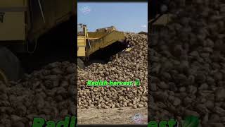 Radish harvest amazing farming agriculture radish harvest [upl. by Lavicrep]