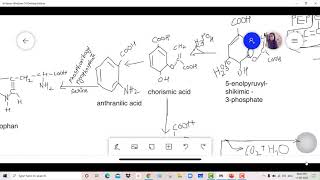 shikimic acid pathway [upl. by Eirojram830]