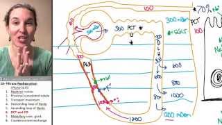 Reabsorption 6 Distal convoluted tubule amp collecting duct [upl. by Anived892]