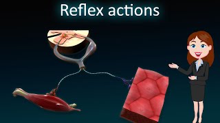 Reflex actions  3D animated explanation  class 10th  Control and Coordination [upl. by Neyut]