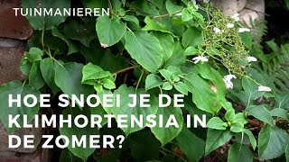 Hoe snoei je de klimHortensia of de Hydrangea Anomala in de zomer  Tuinmanieren [upl. by Lah]