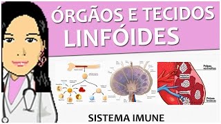 Imunologia 12  Tecidos e órgãos linfóides  Vídeo aula de sistema imune [upl. by Hanzelin]