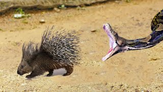 This Snake Was Doomed Rare Animal Fights Caught on Camera [upl. by Wit]