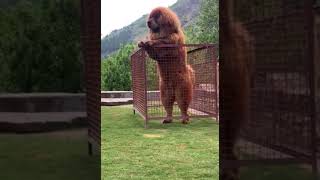 Tibetan Mastiff Giant Dog 🐕 freak [upl. by Ikkaj]