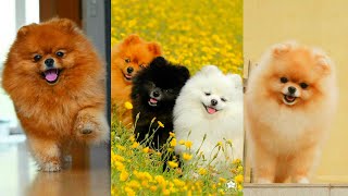 All About Cute Pomeranian Dog Breed Information and Facts  Teacup Dog Breeds  Small Puppies [upl. by Avis]