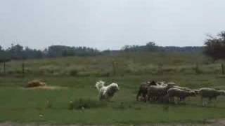 komondor herding [upl. by Codie938]