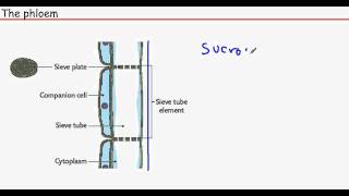 OCR AS Biology  Module 2Chapter 6 The Phloem [upl. by Elish]