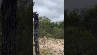 Leopard Mating Rituals in the Serengeti – A Rare Glimpse into the Wild leopards mating africa [upl. by Meedan]