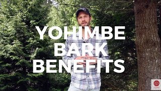 Yohimbe Bark Benefits FatBurning Energy Aphrodisiac [upl. by Einaeg260]