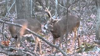 cerf de virginie période du rut part 2 longueuil [upl. by Amena538]