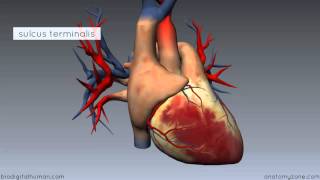 RIGHT ATRIUM OF HEART  INTERNAL FEATURES [upl. by Tedd825]