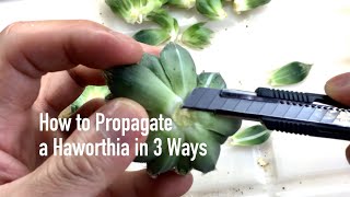 How to Propagate a Haworthia in 3 Ways [upl. by Alit]