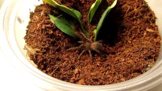 Lasiodora parahybana Sling Stalks Prey [upl. by Lednek]