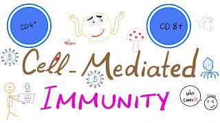 CellMediated Cellular Immunity aka Tcell immunity  Physiology amp Immunology [upl. by Fisch]