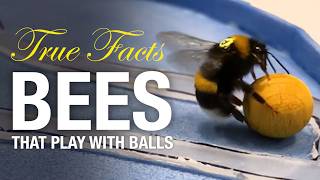 True Facts Bees That Play With Balls And Do Math [upl. by Auhsej]