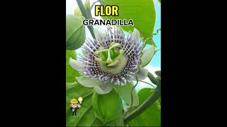 FLOR DE GRANADILLA [upl. by Perreault]