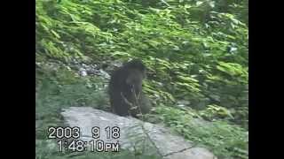 Unweaned infant snow macaque fatally attacked by nonresident male [upl. by Mitchell265]