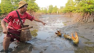 Amazing Catching Huge Mud Crabs at Mangrove Trees after Water Low Tide [upl. by Thom]