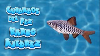 🐟 COMO CUIDAR y Características del PEZ BARBO AJEDREZ 🐠🌿 peces barbos acuarios fish [upl. by Jared]