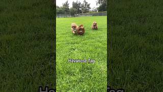 Furball Dogs Playing Tag [upl. by Nagaer836]