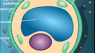 Plasmolysis animation for NEET By home academy [upl. by Ojok866]