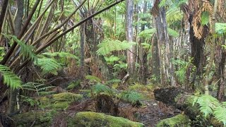 Hawaiian tropical rainforests Volcanoes National Park Big Island Hawaii USA North America [upl. by Keldon]