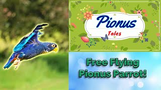 Baby Bronze Wing Pionus Parrots First Free Fly  Lyra Finale  Ep10 [upl. by Standish]