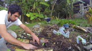 Horta orgânica estilo agrofloresta canteiro de alfacerúcula couve flor e brócolisColheita Inhame [upl. by Cavil]