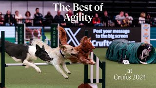 The BEST of Agility at Crufts 2024 [upl. by Girand566]