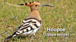 Hoopoe Bird Call and Pictures for Teaching BIRDSONG [upl. by Ejroj436]