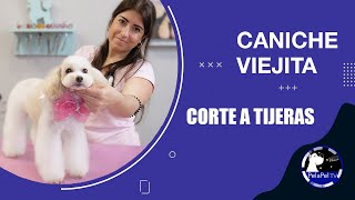 PELUQUERÍA CANINA COMO HACER TU TARIFA DE PRECIOS [upl. by Bathilda]