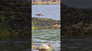 Finally I caught fish dramaticallyI ❤️ this blue heron Whytecliff Park Vancouver Canada 🇨🇦 2 [upl. by Annaierb133]