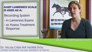 What are the signs a horse may be lame  Dr Nicola Cribb [upl. by Reina405]