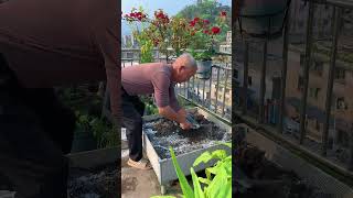 Quicklime disinfection and pest control is a traditional method garden rurallife plantingtips [upl. by Anon]