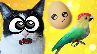 Prank on the cat Inanimate and inedible things [upl. by Bael]