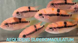 Aequidens superomaculatum [upl. by Neri519]