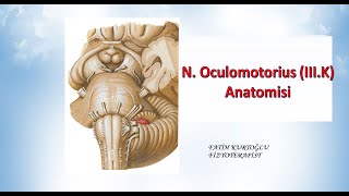 Nervus Oculomotorius  Neuroanatomy  Nöroanatomi Konu Anlatımı 17 [upl. by Atorod]