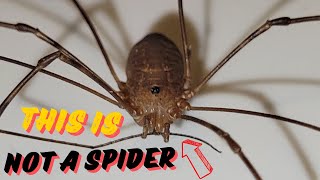 Are Daddy Long Legs Spiders [upl. by Daht]