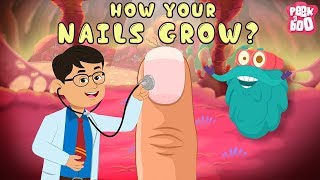 How Your Nails Grow  The Dr Binocs Show  Best Learning Videos For Kids  Peekaboo Kidz [upl. by Akir]