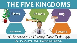 5 Kingdom Classification  GCSE Biology 91 [upl. by Tessie270]