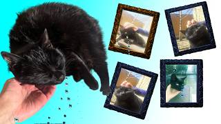 Meet the Most Adorable Black Cat Drooling Purring and Pigeon Noises in 4K 🐾 [upl. by Elleahcim]