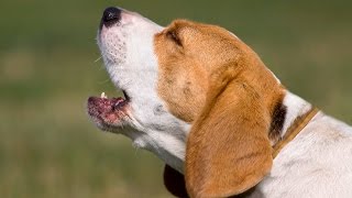 TOP 10 dog barking videos compilation 2016 ♥ Dog barking sound  Funny dogs [upl. by Elenahc93]